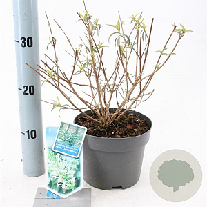 Buddleja Free Petite Snow White 20-25 cm 2,0L