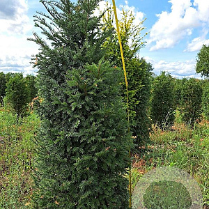 Taxus baccata 175-200 cm met kluit