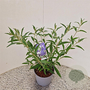 Buddleja 'Lochinch' 50-55 cm 3,0L