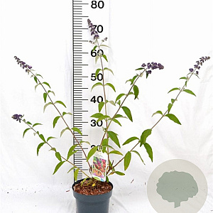 Buddleja weyer. 'Flower Power' 40-50 cm 2,0L