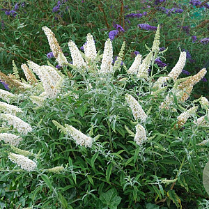 Buddleja 'White Ball' 25-30 cm 3,0L