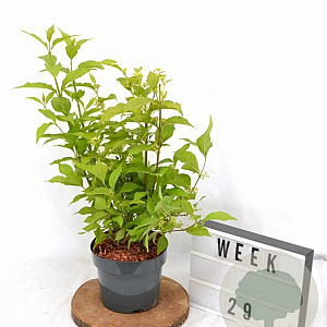 Callicarpa bod. Magical Snow Queen 40-50 cm 3,0L