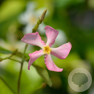 Trachelospermum jasminioides 'Star of Sicily' 100-125 cm 3,0L Gestokt