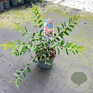 Callistemon vimin. Hot Pink 30-40 cm 2,0L