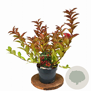 Weigela All Summer Red 30-40 cm 3,0L