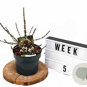 Weigela Black and White 25-30 cm 3,0L