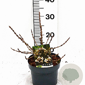 Weigela Black and White 25-30 cm 3,0L