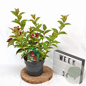 Weigela Cherry Love 30-40 cm 3,0L