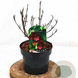 Weigela Cherry Love 30-40 cm 3,0L