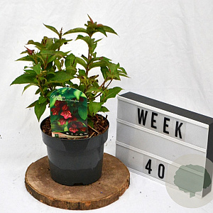 Weigela Cherry Love 30-40 cm 3,0L