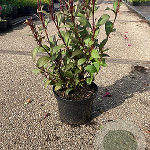 Weigela florida 'Victoria' 30-40 cm 2,0L