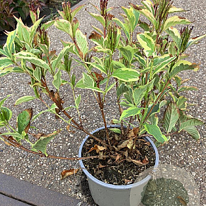 Weigela 'Nana Variegata' 30-40 cm 2,0L