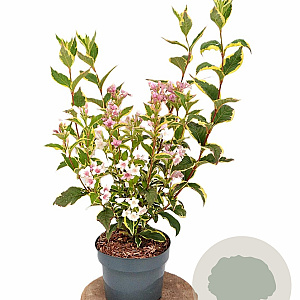 Weigela 'Nana Variegata' 30-40 cm 3,0L