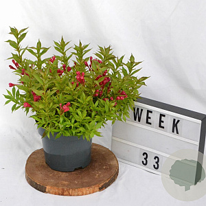 Weigela Picobella Rosso 25-30 cm 3,0L