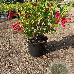 Weigela 'Red Prince' 30-40 cm 2,0L