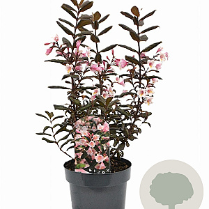 Weigela Vintage Love 25-30 cm 3,0L