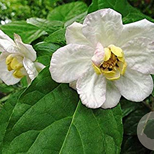Calycanthus chinensis 200-250 cm cont. 90L meerstammig