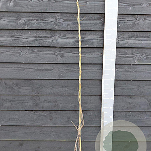 Wisteria sinensis 'Prolific' 150-175 cm vierkant rond 5,5L