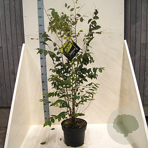 Zelkova serrata 80-100 cm 10L meerstammig