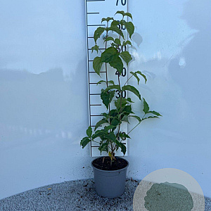 Cornus kousa chinensis 30-40 cm 2,0L
