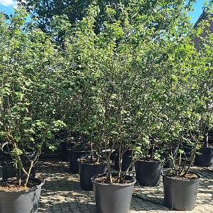 Cydonia o. 'Leskovacka' 200-250 cm cont. 110L najaarspotting