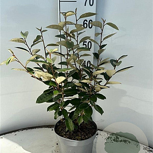 Elaeagnus ebbingei 40-60 cm 3,0L