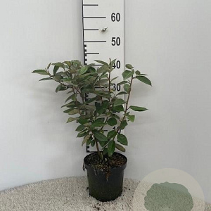 Elaeagnus ebbingei 40-60 cm 3,0L