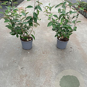 Elaeagnus ebbingei 40-60 cm 3,0L