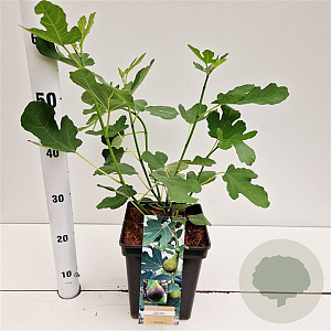 Ficus car. 'Brown Turkey' 50-60 cm 5,0L