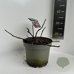 Ficus car. 'Gustissimo Perretta' 25-35 cm 5,0L