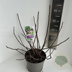 Ficus car. Little Miss Figgy 40-50 cm 5,0L