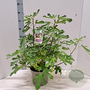 Ficus car. Little Miss Figgy 50-60 cm 5,0L