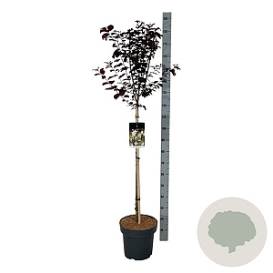 Prunus cer. 'Nigra' 90 cm stam 15L