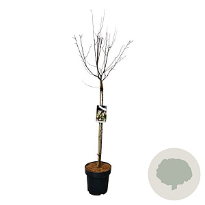 Prunus cer. 'Nigra' 90 cm stam 15L
