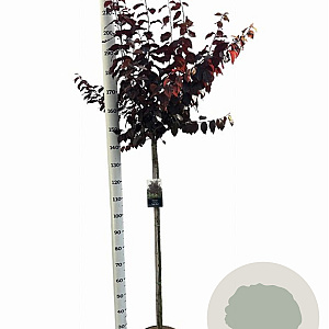 Prunus cer. 'Nigra' 120 cm stam 10L