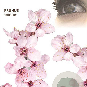 Prunus cer. 'Nigra' 120 cm stam 10L