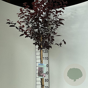 Prunus cer. 'Nigra' 120 cm stam 10L