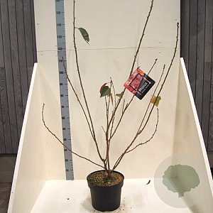 Prunus ser. 'Kanzan' 125-150 cm 10L meerstammig