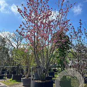 Prunus ser. 'Kanzan' 600-700 cm draadkluit meerstammig