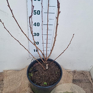 Prunus ser. 'Royal Burgundy' 80-100 cm 12L