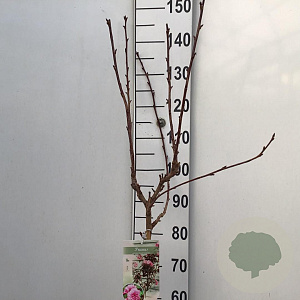 Prunus ser. 'Royal Burgundy' 90 cm stam 7,5L