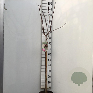 Prunus ser. 'Royal Burgundy' 90 cm stam 7,5L