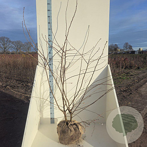 Prunus subh. 'Autumnalis Rosea' 150-175 cm met kluit meerstammig