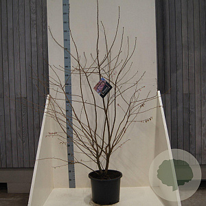 Prunus subh. 'Autumnalis Rosea' 150-175 cm 20L meerstammig