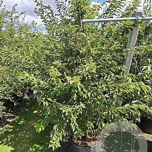 Prunus subh. 'Autumnalis Rosea' 150-175 cm 40L meerstammig