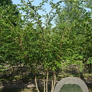 Prunus subh. 'Autumnalis Rosea' 450-500 cm draadkluit meerstammig