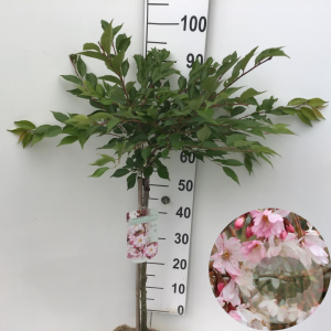 Prunus subh. 'Autumnalis Rosea' 60 cm stam 5,0L