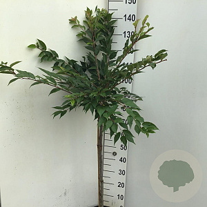 Prunus subh. 'Autumnalis Rosea' 90 cm stam 7,5L