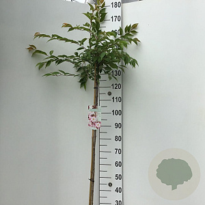 Prunus subh. 'Autumnalis Rosea' 125 cm stam 7,5L