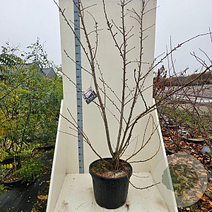 Prunus yedoensis 200-250 cm cont. 55L meerstammig